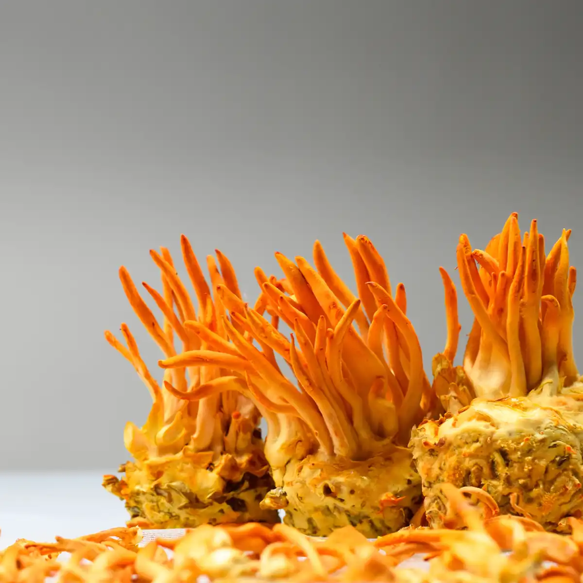 Large cluster of cordyceps military with white backround