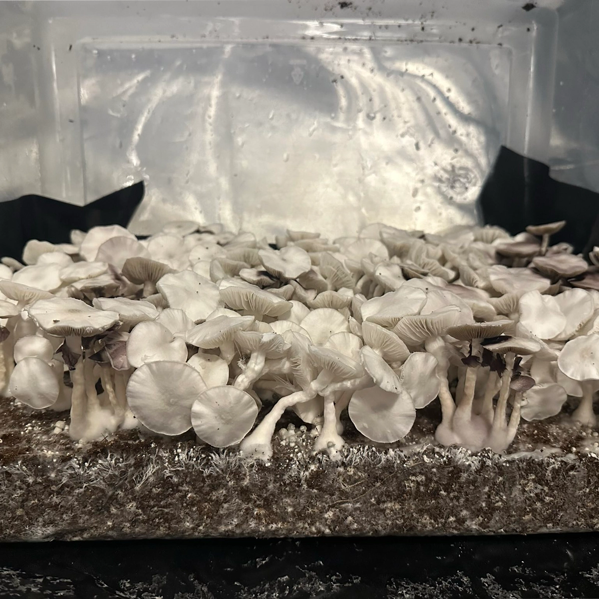 Large flush of true leucistic teacher cubensis mushrooms in a tub